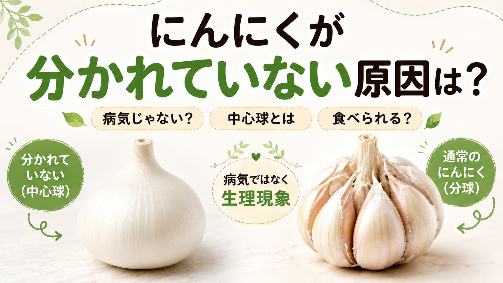 にんにくが分かれていない中心球と通常の分球したにんにくの比較